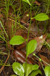 Seaside brookweed <BR>Water pimpernel